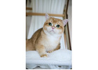 Show Quality British Shorthair Male, Black Golden