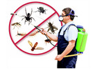 Reliable Pest Management Solutions in San Antonio