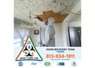 Breathe Easy Again with Tampa Mold Removal Experts