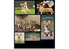 Top Quality Corgi Puppies for Sale in Illinois – Champion Bloodlines!