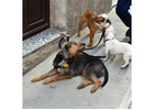 Experienced Dog Walking Services Near Me for All Breeds