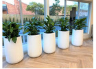 Hire Plants for Offices and Events to Create a Fresh Green Environment