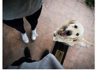 Dog Walking Services Near Me | Safe, Friendly & Experienced