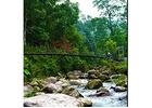 Dooars Tour Package Tour from Kolkata with Jeep Safari & Tea Garden Views