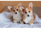 Corgi Puppies in Chicago, IL – Healthy AKC Pembroke Welsh Corgis
