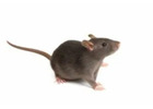 Complete Rodent Control Services for Melbourne Properties