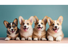 Corgi Puppies in Chicago, IL – Healthy AKC Pembroke Welsh Corgis Available