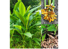 Best Turmeric Supplier in India for Pure and Premium Turmeric