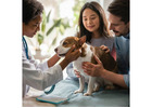 Euthanasia for dogs san antonio